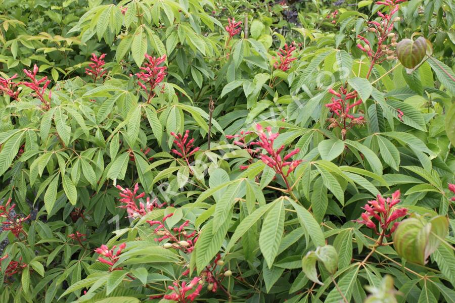 Jírovec pávie 'Splendens' - Aesculus pavia 'Splendens'