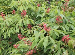Jírovec pávie 'Splendens' - Aesculus pavia 'Splendens'