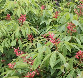 Jírovec pávie 'Splendens' - Aesculus pavia 'Splendens'