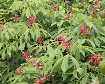 Jírovec pávie 'Splendens'