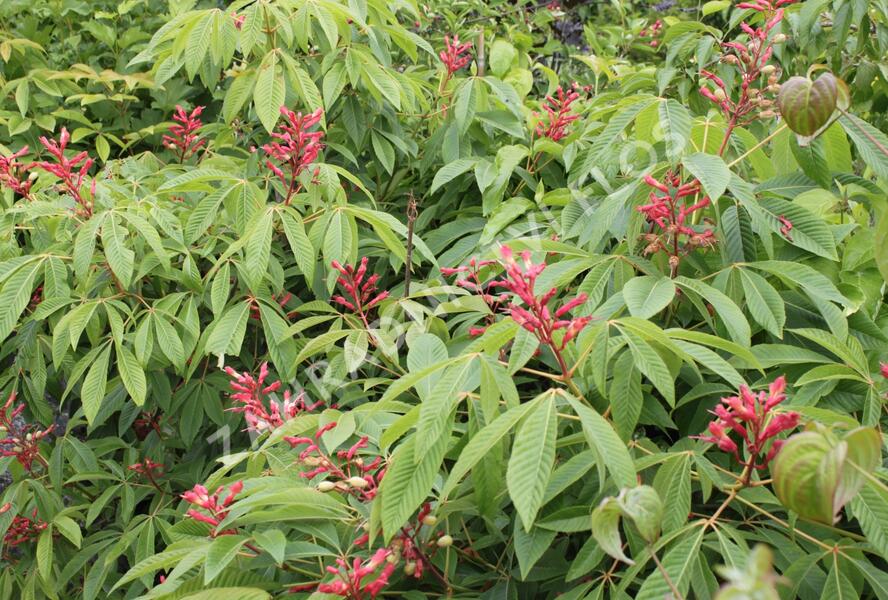 Jírovec pávie 'Splendens' - Aesculus pavia 'Splendens'