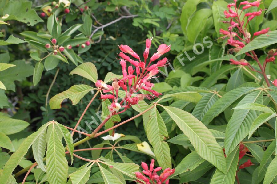 Jírovec pávie 'Splendens' - Aesculus pavia 'Splendens'