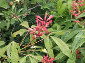 Jírovec pávie 'Splendens' - Aesculus pavia 'Splendens'