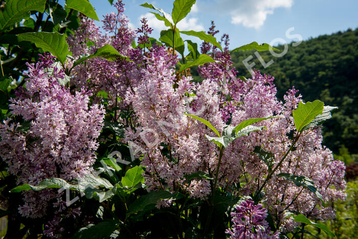 Šeřík 'Minuet' - Syringa 'Minuet'