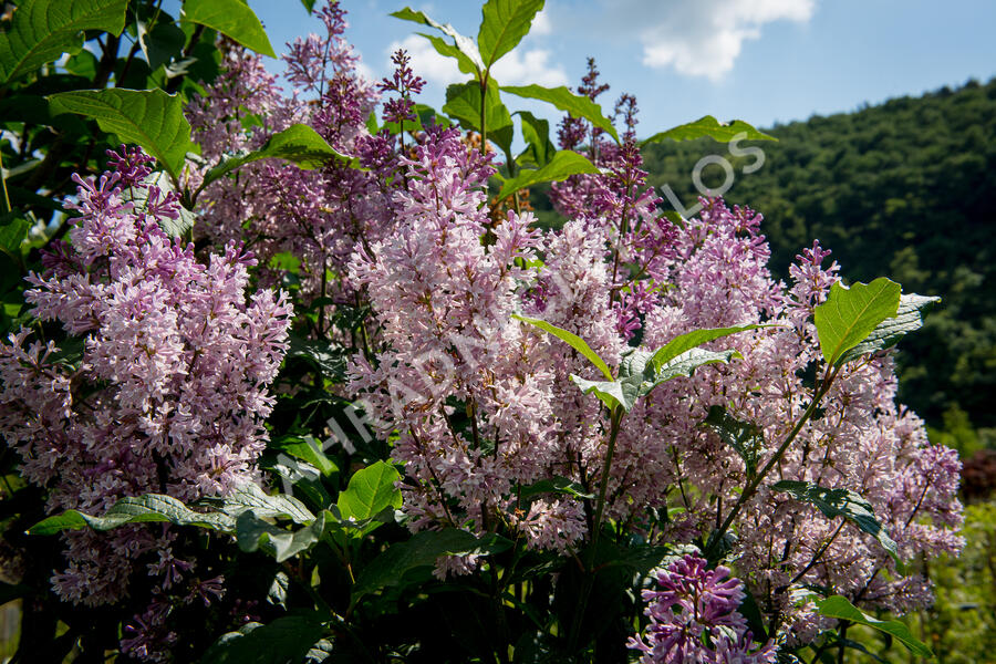 Šeřík 'Minuet' - Syringa 'Minuet'