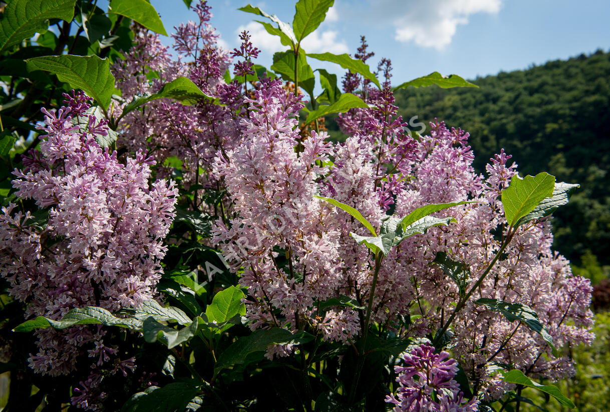 Šeřík 'Minuet' - Syringa 'Minuet'