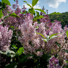 Šeřík 'Minuet' - Syringa 'Minuet'