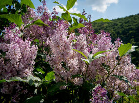 Šeřík 'Minuet' - Syringa 'Minuet'