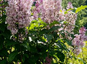 Šeřík 'Minuet' - Syringa 'Minuet'