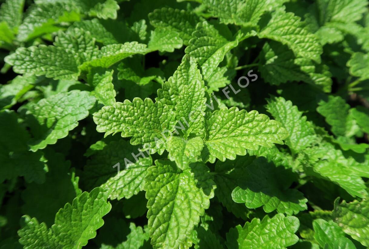 Meduňka lékařská 'Fit' - Melissa officinalis 'Fit'