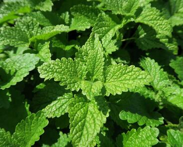 Meduňka lékařská 'Fit'