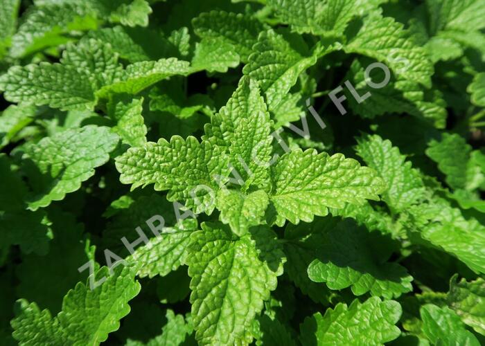 Meduňka lékařská 'Fit' - Melissa officinalis 'Fit'