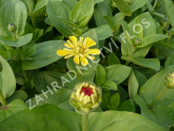 Ostálka sličná - Zinnia elegans