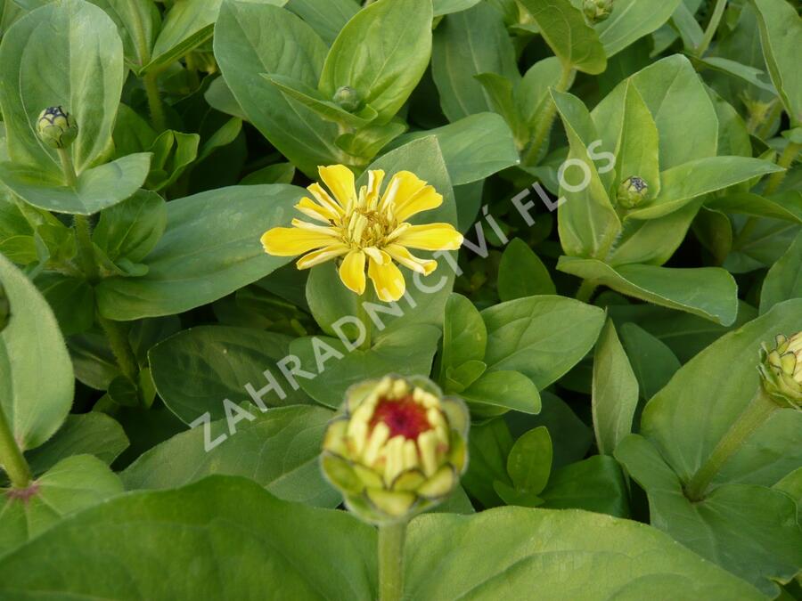 Ostálka sličná - Zinnia elegans