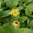 Ostálka sličná - Zinnia elegans