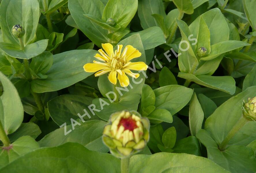 Ostálka sličná - Zinnia elegans