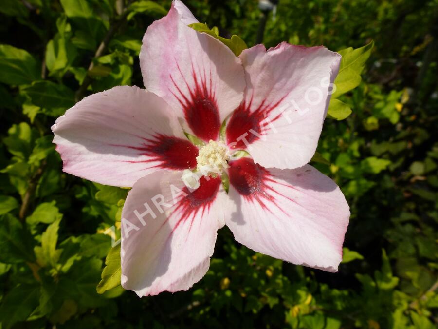 Ibišek syrský 'Hamabo' - Hibiscus syriacus 'Hamabo'