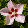 Ibišek syrský 'Hamabo' - Hibiscus syriacus 'Hamabo'