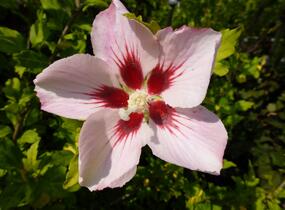 Ibišek syrský 'Hamabo' - Hibiscus syriacus 'Hamabo'