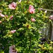 Ibišek syrský 'Hamabo' - Hibiscus syriacus 'Hamabo'