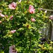 Ibišek syrský 'Hamabo' - Hibiscus syriacus 'Hamabo'