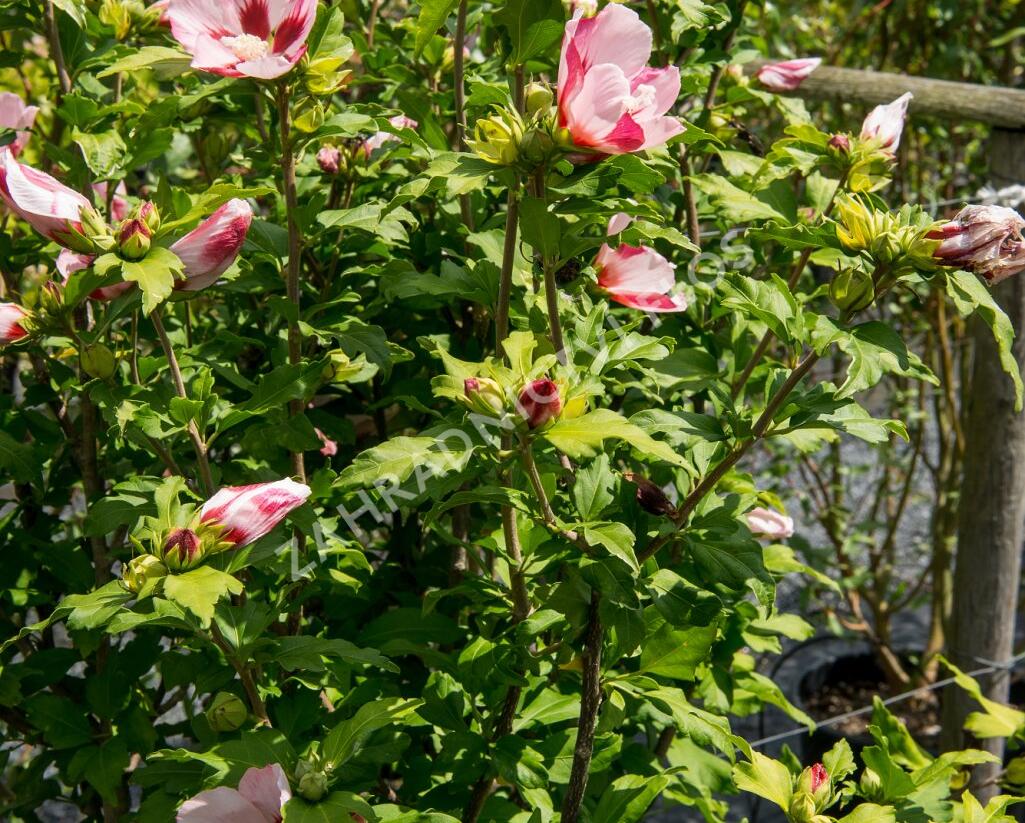 Ibišek syrský 'Hamabo' - Hibiscus syriacus 'Hamabo'