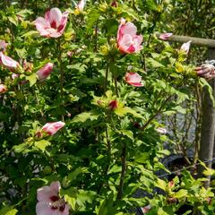 Ibišek syrský 'Hamabo' - Hibiscus syriacus 'Hamabo'