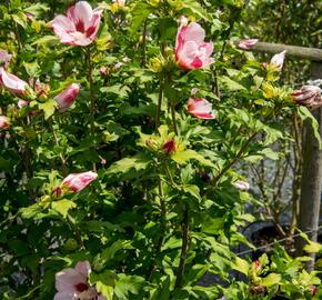 Ibišek syrský 'Hamabo' - Hibiscus syriacus 'Hamabo'