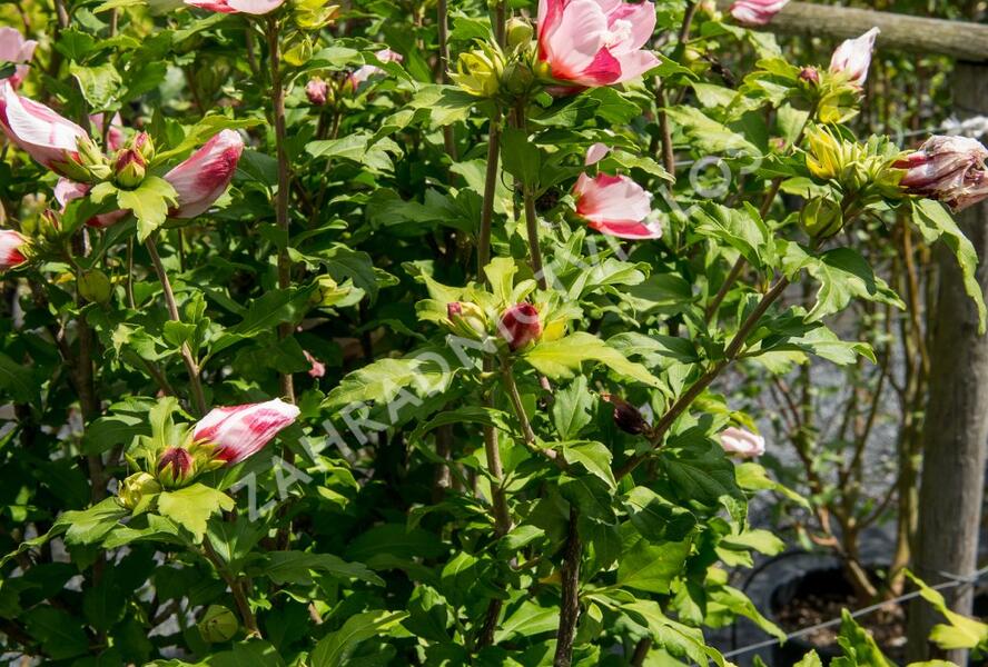 Ibišek syrský 'Hamabo' - Hibiscus syriacus 'Hamabo'
