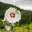 Ibišek syrský 'Hamabo' - Hibiscus syriacus 'Hamabo'