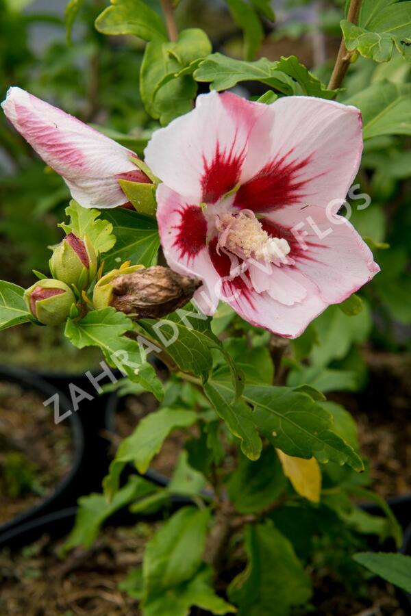 Ibišek syrský 'Hamabo' - Hibiscus syriacus 'Hamabo'