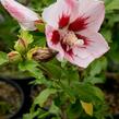 Ibišek syrský 'Hamabo' - Hibiscus syriacus 'Hamabo'