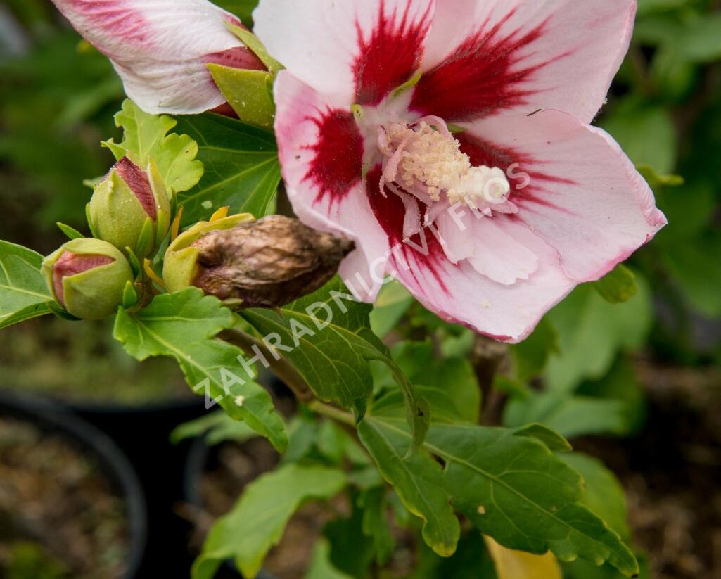 Ibišek syrský 'Hamabo' - Hibiscus syriacus 'Hamabo'