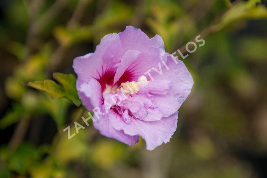 Ibišek syrský 'Hamabo' - Hibiscus syriacus 'Hamabo'
