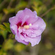 Ibišek syrský 'Hamabo' - Hibiscus syriacus 'Hamabo'