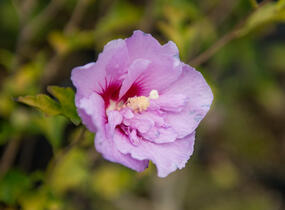 Ibišek syrský 'Hamabo' - Hibiscus syriacus 'Hamabo'