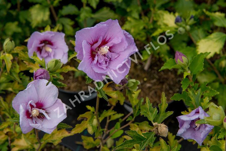 Ibišek syrský 'Hamabo' - Hibiscus syriacus 'Hamabo'