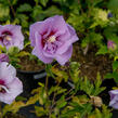 Ibišek syrský 'Hamabo' - Hibiscus syriacus 'Hamabo'