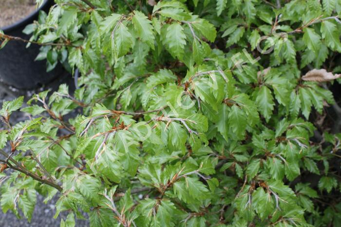 Buk lesní 'Sandrode' - Fagus sylvatica 'Sandrode'