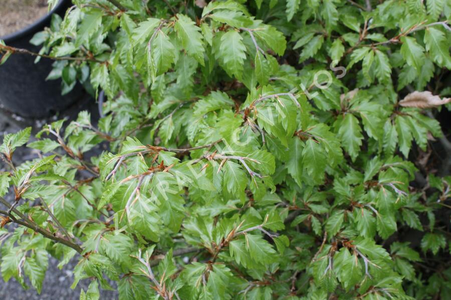 Buk lesní 'Sandrode' - Fagus sylvatica 'Sandrode'