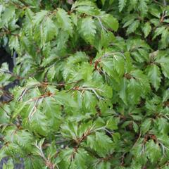 Buk lesní 'Sandrode' - Fagus sylvatica 'Sandrode'