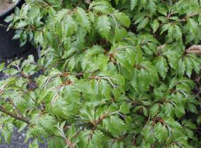 Buk lesní 'Sandrode' - Fagus sylvatica 'Sandrode'