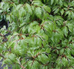 Buk lesní 'Sandrode' - Fagus sylvatica 'Sandrode'