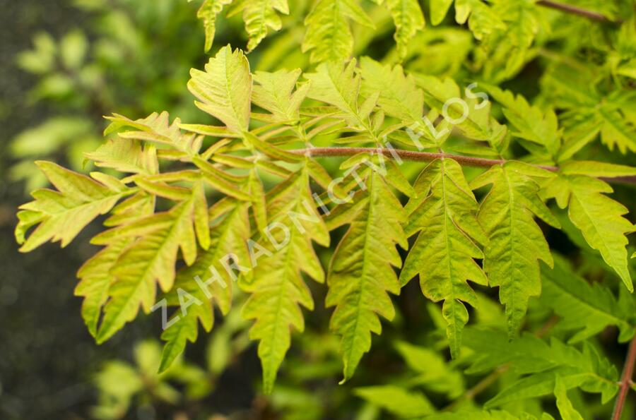 Buk lesní 'Sandrode' - Fagus sylvatica 'Sandrode'