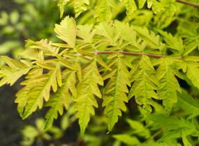 Buk lesní 'Sandrode' - Fagus sylvatica 'Sandrode'