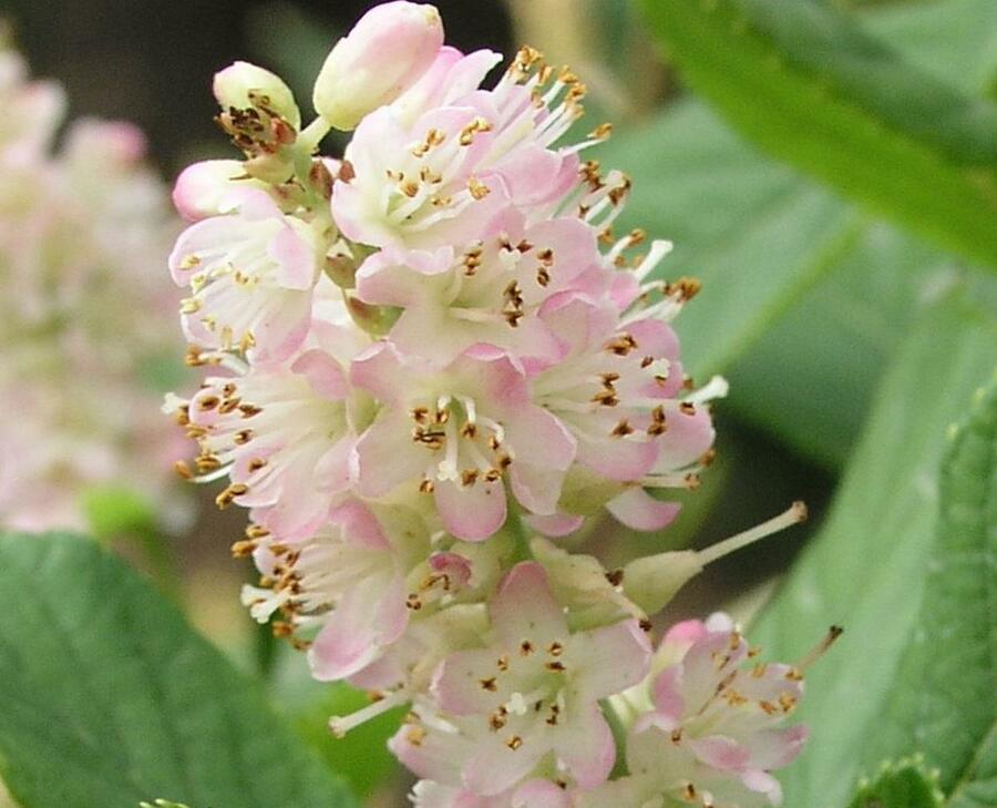 Jochovec olšolistý 'Pink Spire' - Clethra alnifolia 'Pink Spire'