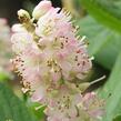 Jochovec olšolistý 'Pink Spire' - Clethra alnifolia 'Pink Spire'