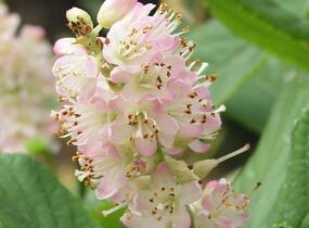 Jochovec olšolistý 'Pink Spire' - Clethra alnifolia 'Pink Spire'