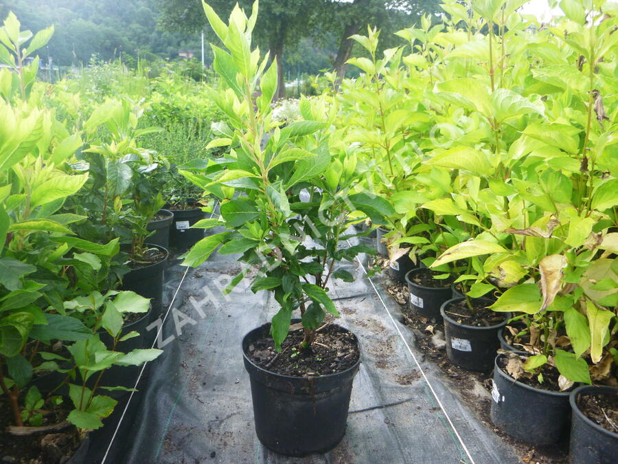 Jochovec olšolistý 'Pink Spire' - Clethra alnifolia 'Pink Spire'