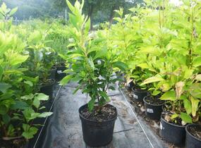 Jochovec olšolistý 'Pink Spire' - Clethra alnifolia 'Pink Spire'